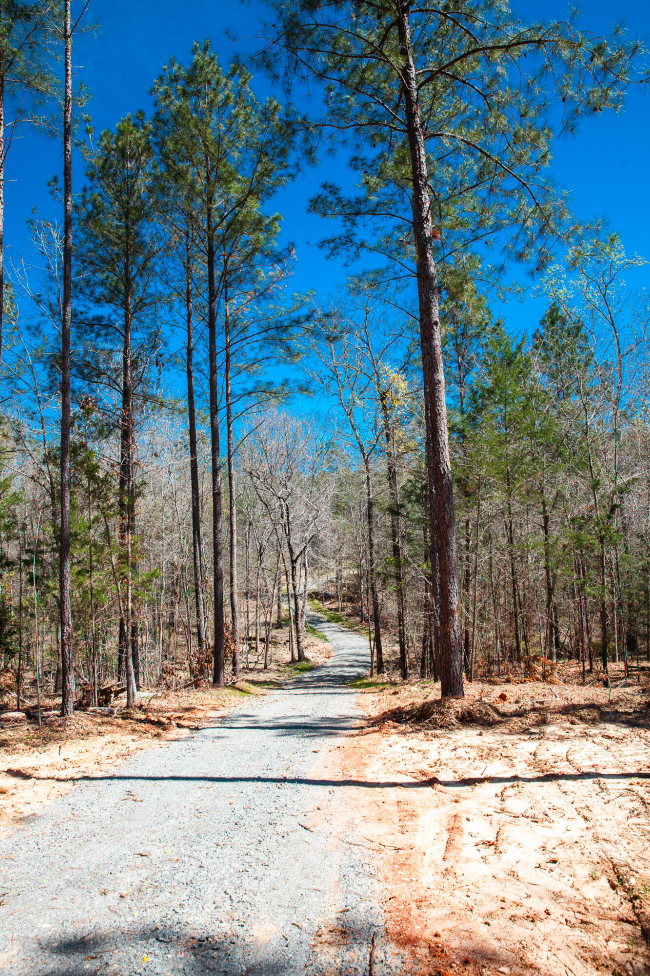 0 Mt Zion Church Road Lincolnton, GA 30817 - Photo 19 of 20 IMG_5023