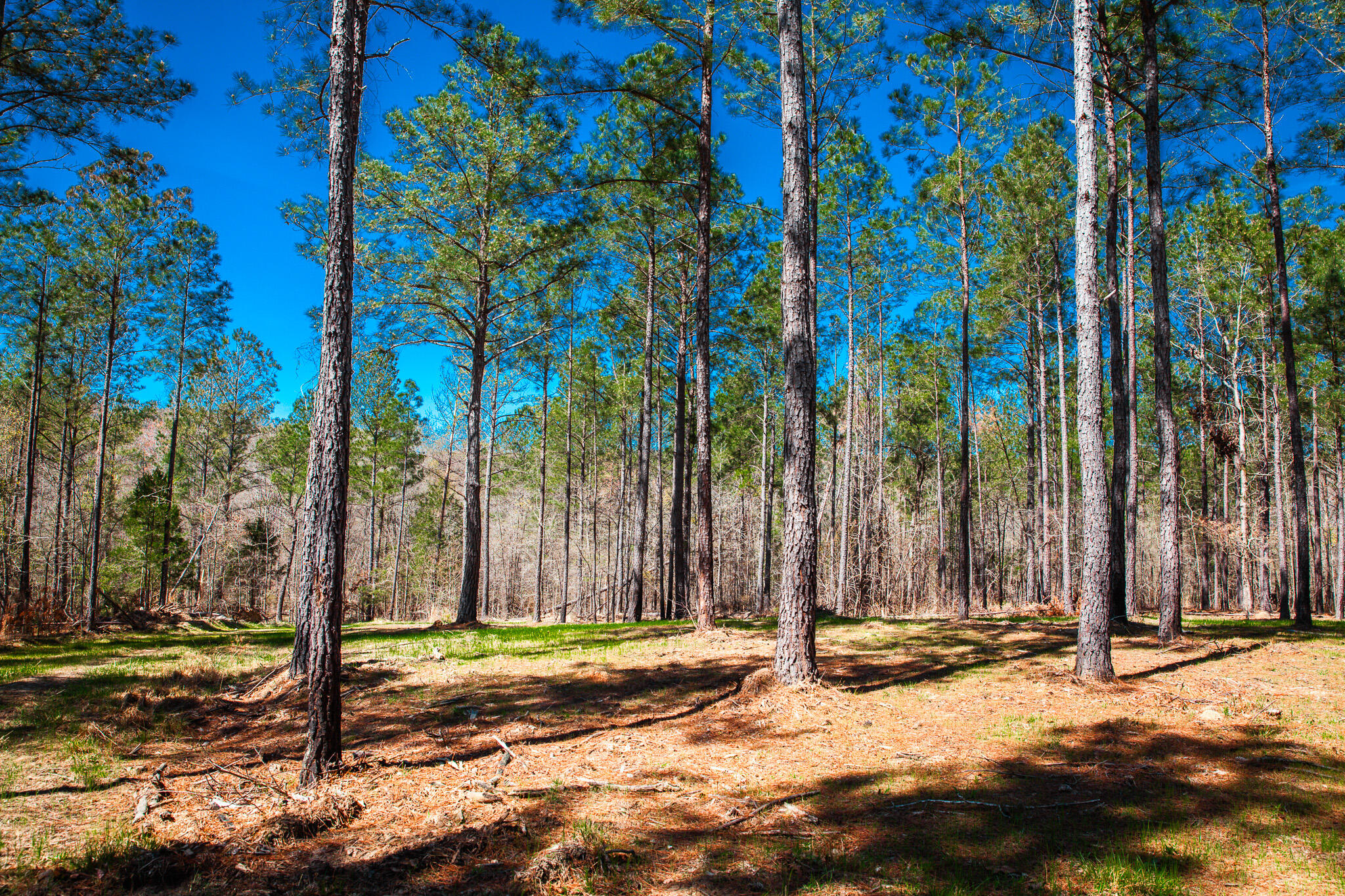 0 Mt Zion Church Road Lincolnton, GA 30817 - Photo 3 of 20 IMG_5024