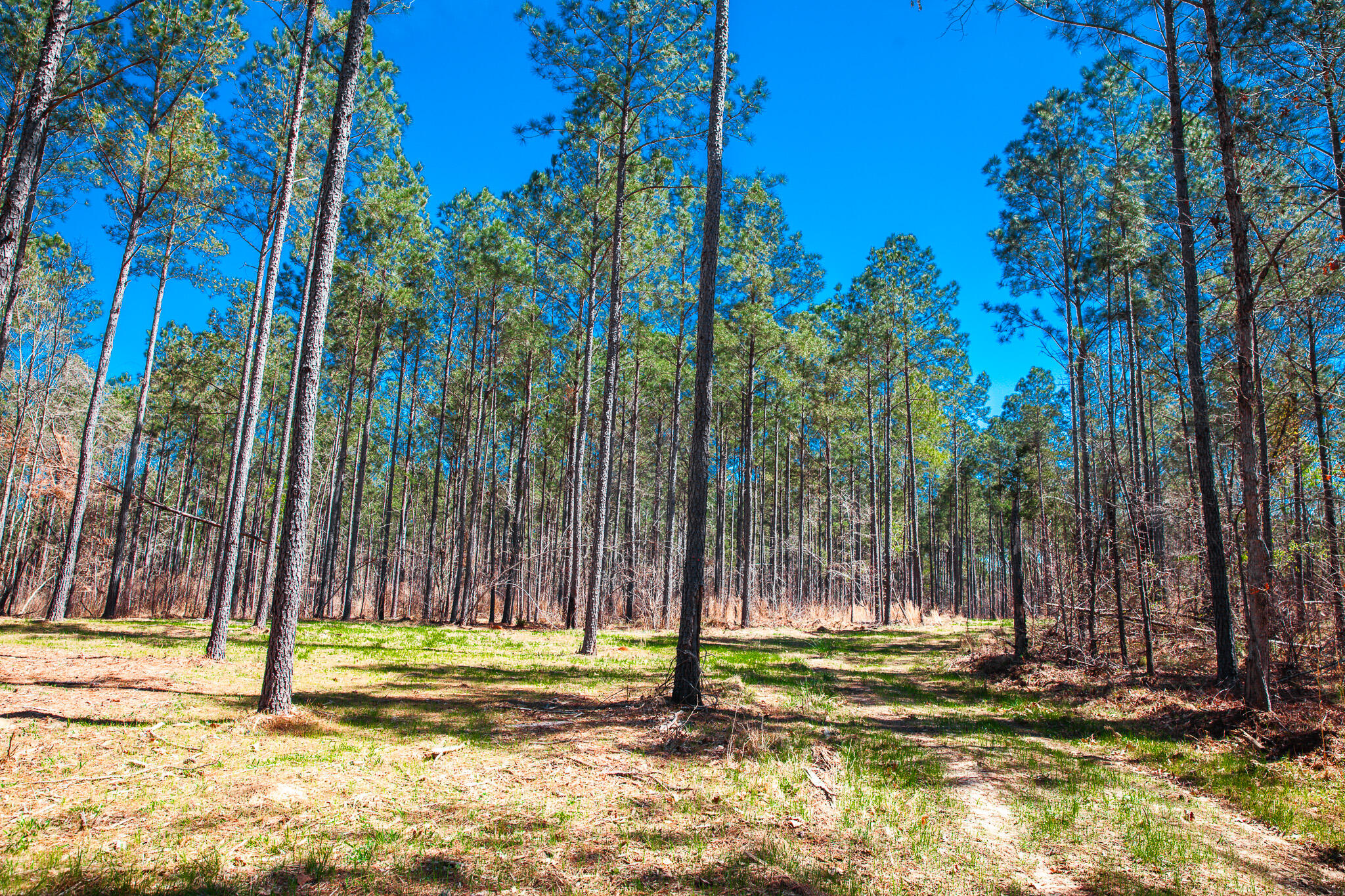 0 Mt Zion Church Road Lincolnton, GA 30817 - Photo 4 of 20 IMG_5025