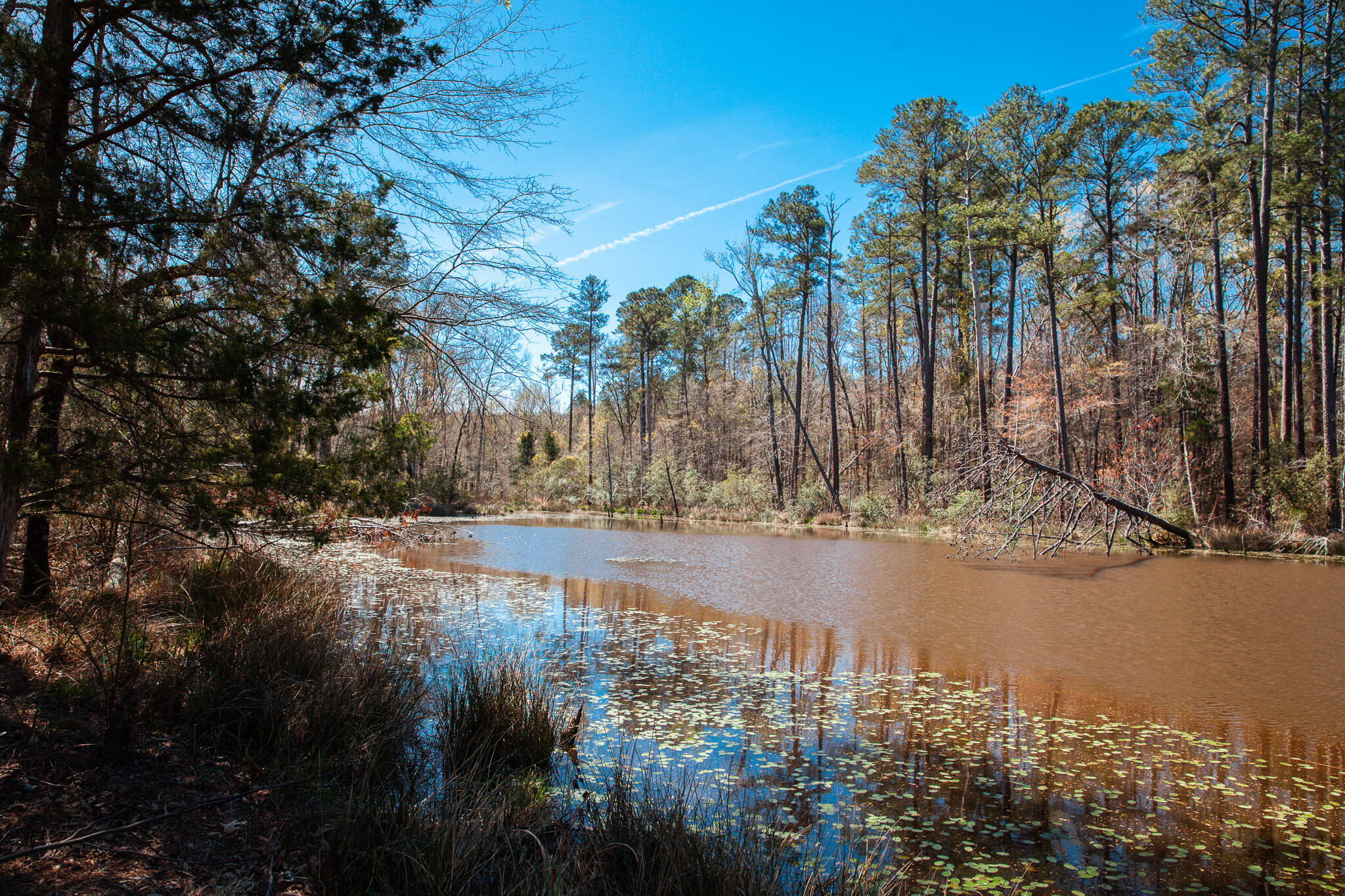 0 Mt Zion Church Road Lincolnton, GA 30817 - Photo 6 of 20 IMG_5029