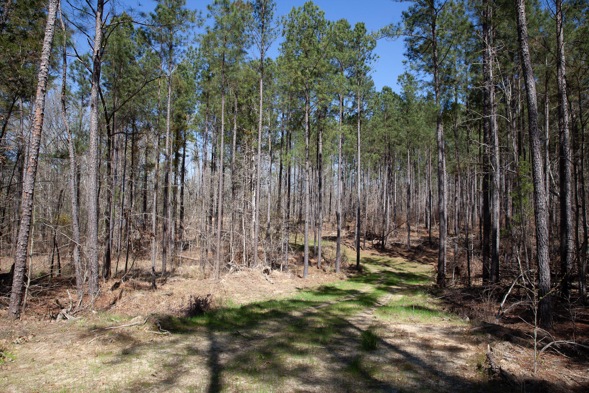 0 Mt Zion Church Road Lincolnton, GA 30817 - Photo 8 of 20 IMG_5026