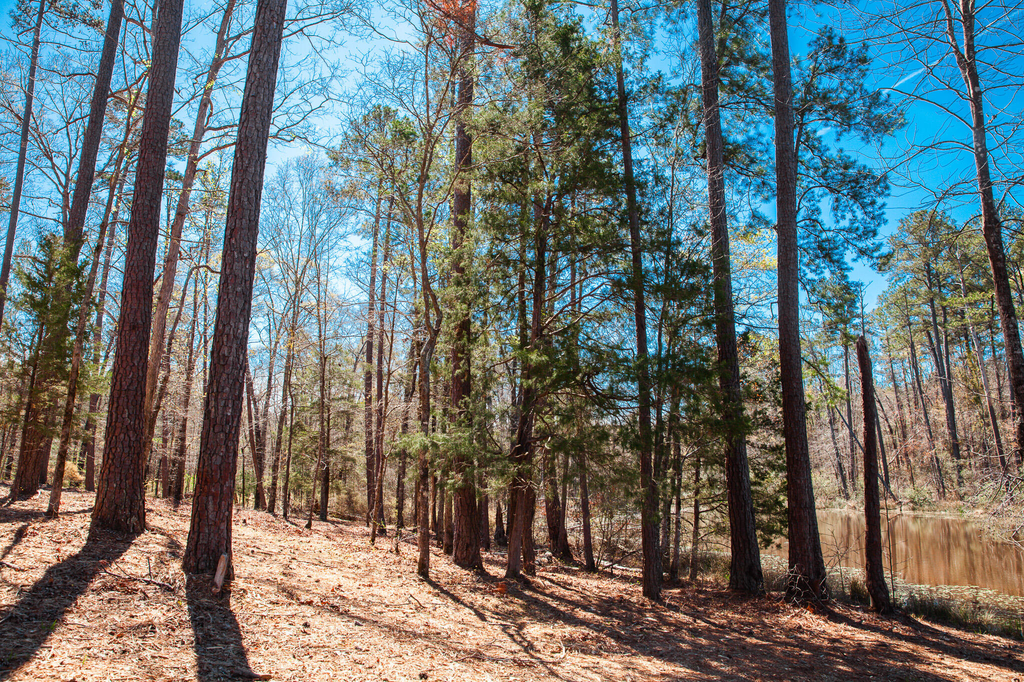 0 Mt Zion Church Road Lincolnton, GA 30817 - Photo 9 of 20 IMG_5032