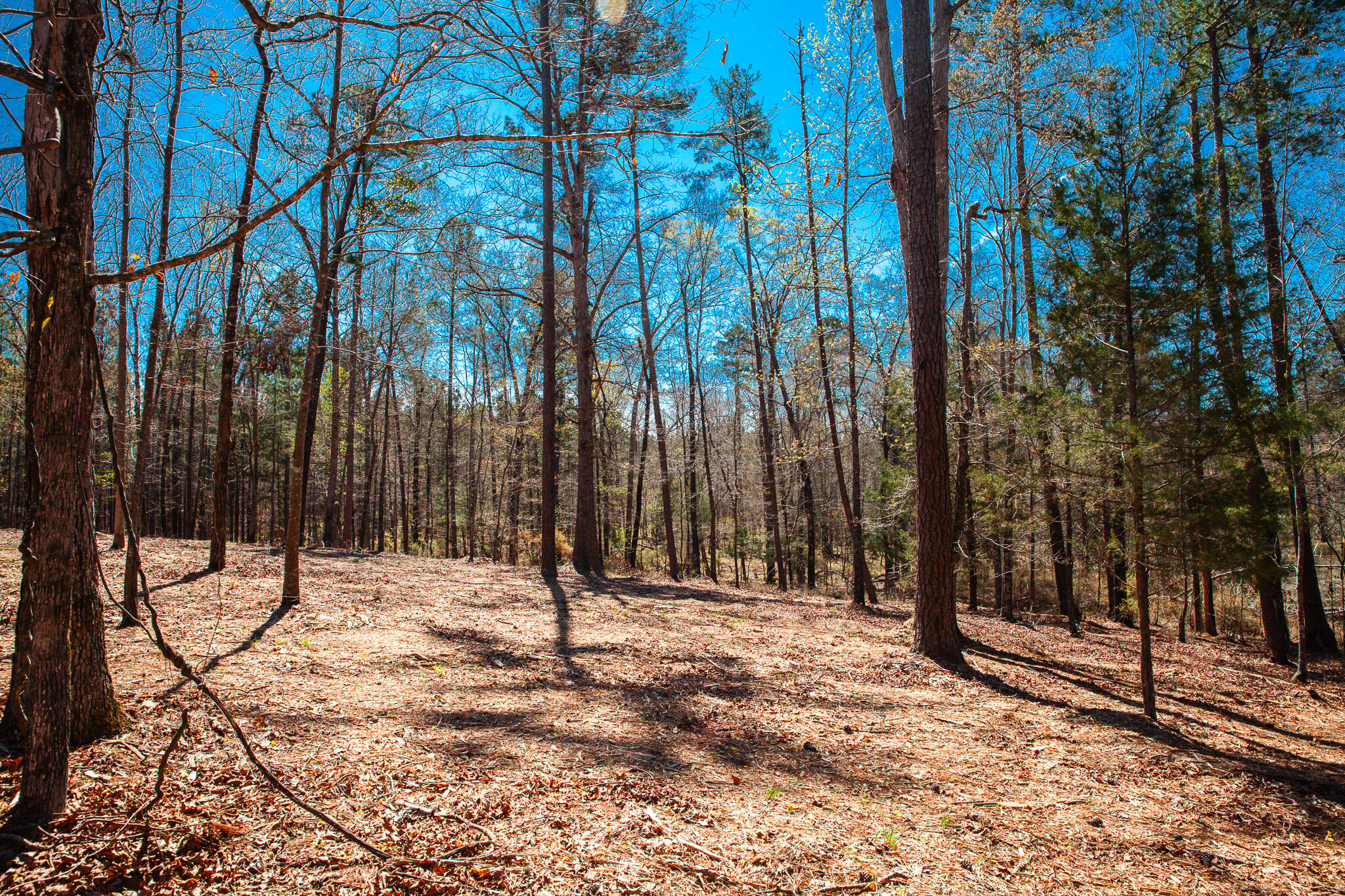 0 Mt Zion Church Road Lincolnton, GA 30817 - Photo 10 of 20 IMG_5033