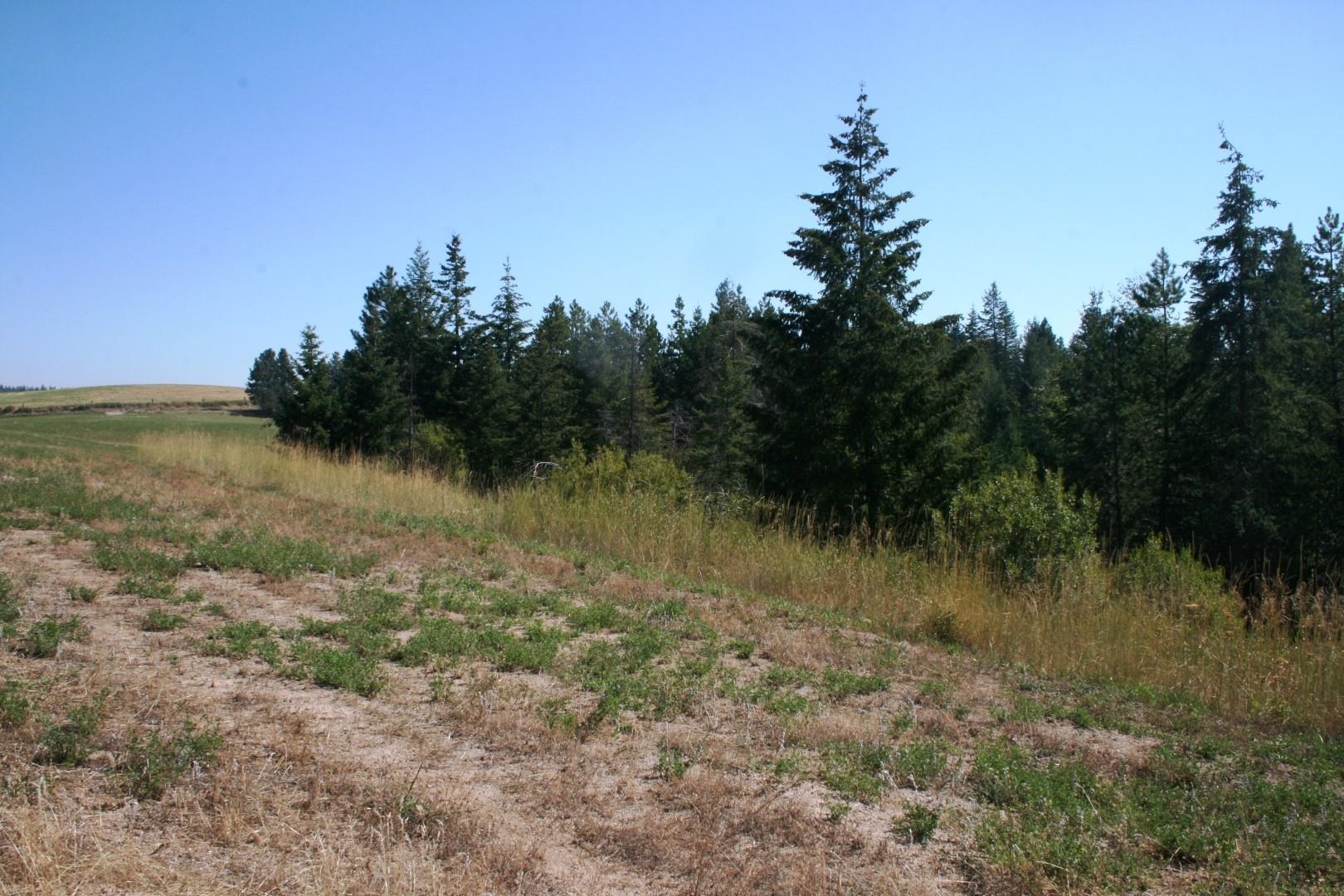 5203 Olinger Road Springdale, WA 99173 - Photo 14 of 24