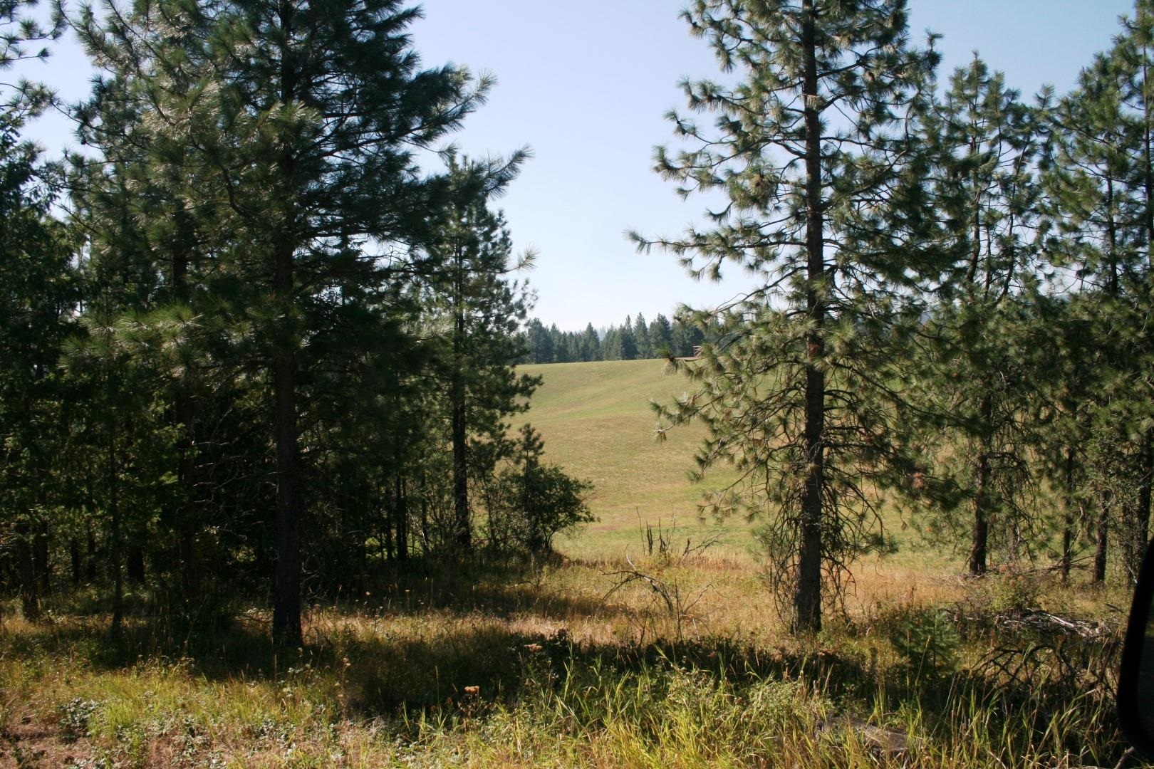 5203 Olinger Road Springdale, WA 99173 - Photo 4 of 24