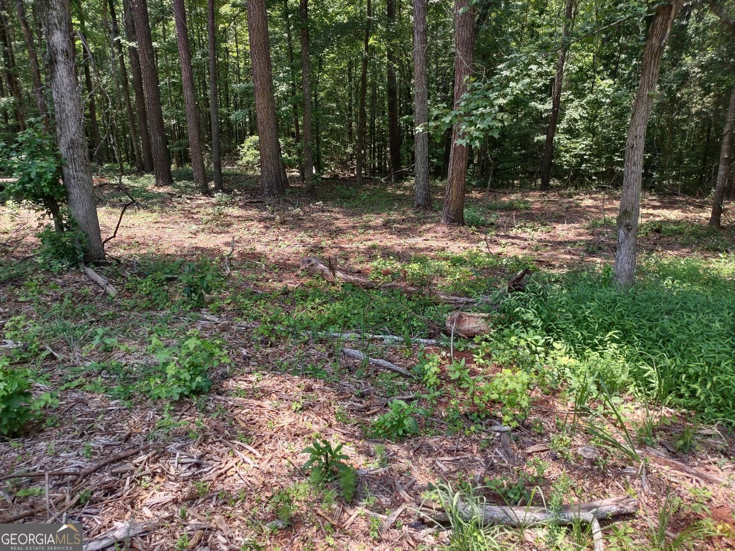 0 Panhandle Road, Unit LOT 1 Hampton, GA 30228 - Photo 12 of 40 a fire hydrant in the middle of a forest