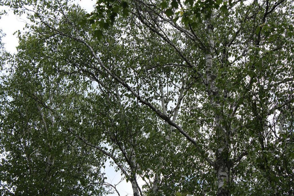 Lot 2 Tideway Lane Lubec, ME 04652 - Photo 1 of 18 Birch trees