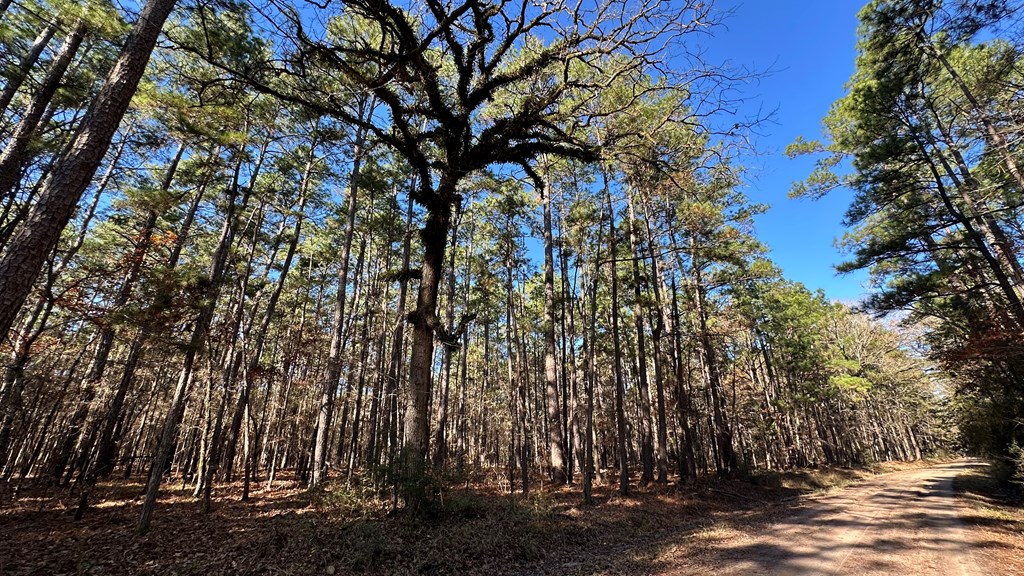 0 Fm 357 Kennard, TX 75847 - Photo 3 of 8