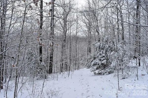 a view of a yard with trees