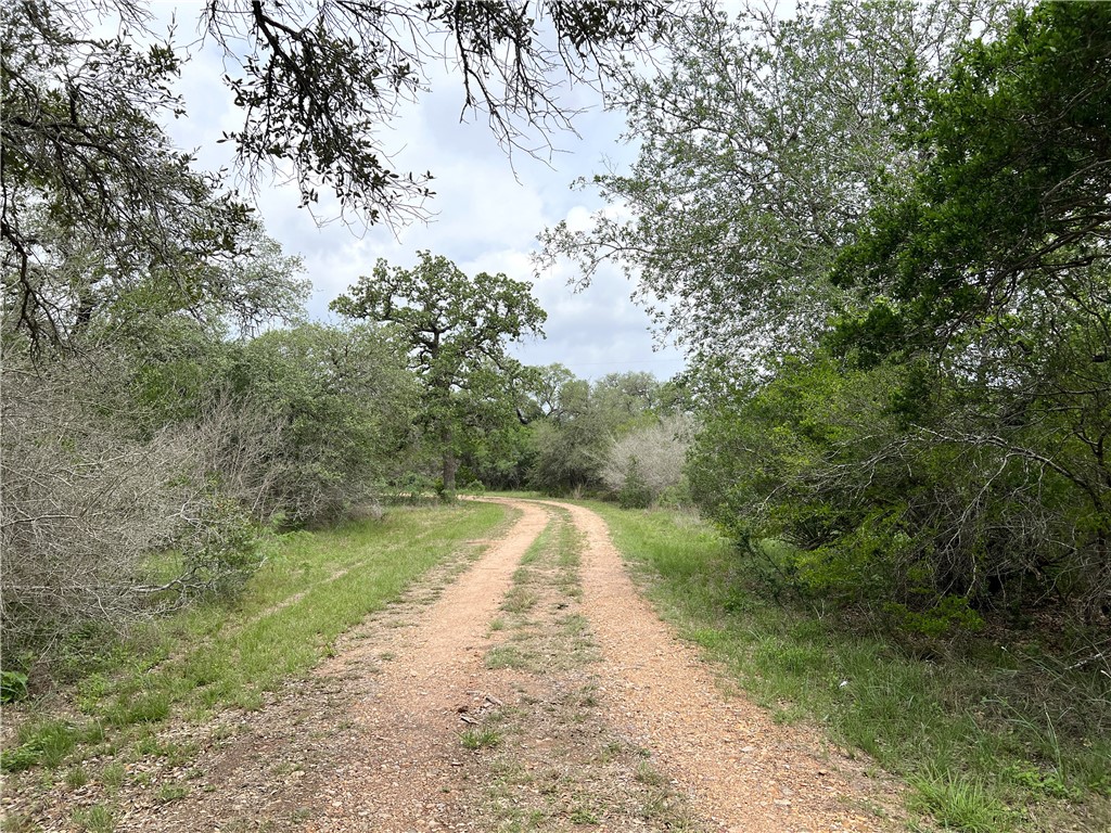 1632 Slickfield Road Yorktown, TX 78164 - Photo 11 of 40 a view of a yard with a large trees