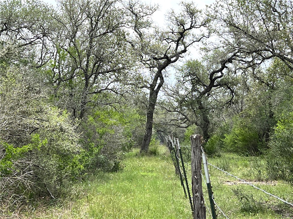 1632 Slickfield Road Yorktown, TX 78164 - Photo 14 of 40 a view of a lush green forest