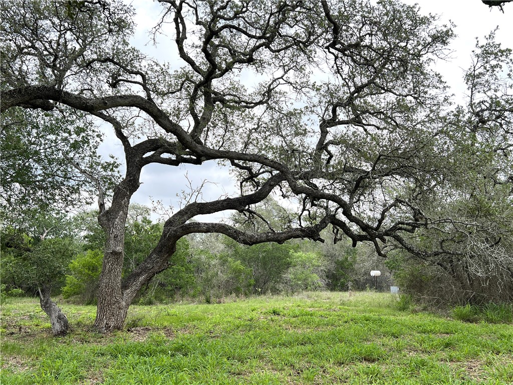 1632 Slickfield Road Yorktown, TX 78164 - Photo 16 of 40 a backyard of a house with lots of green space