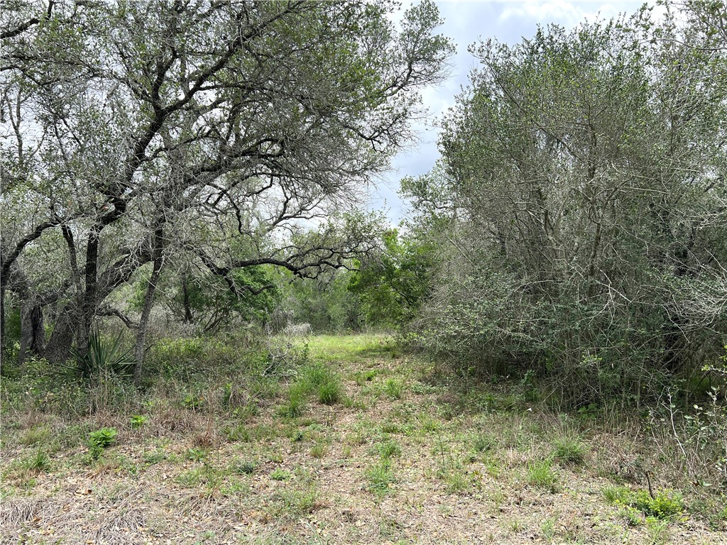1632 Slickfield Road Yorktown, TX 78164 - Photo 27 of 40 a view of a forest with lots of trees