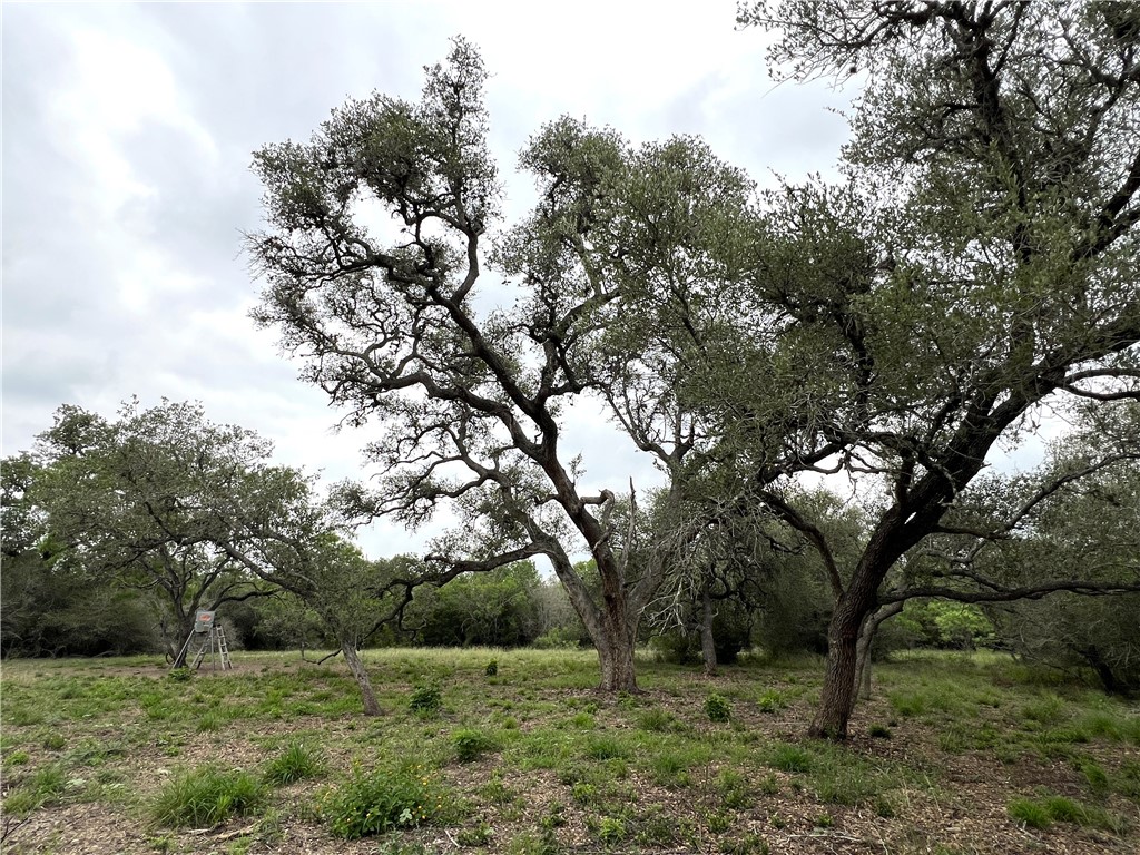 1632 Slickfield Road Yorktown, TX 78164 - Photo 29 of 40 a view of a tree in a yard