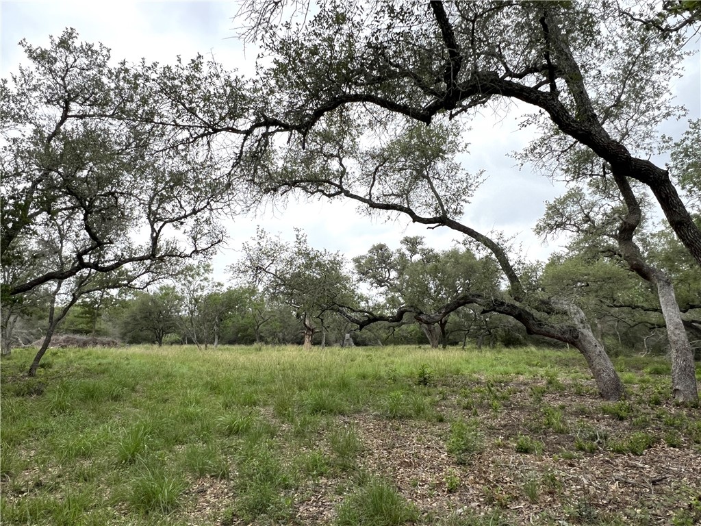 1632 Slickfield Road Yorktown, TX 78164 - Photo 30 of 40 a view of a yard with a tree