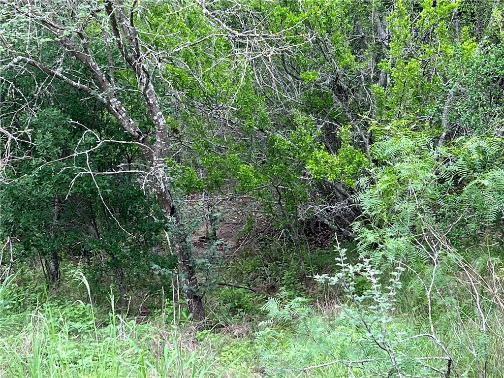 1632 Slickfield Road Yorktown, TX 78164 - Photo 35 of 40 a view of a lush green forest