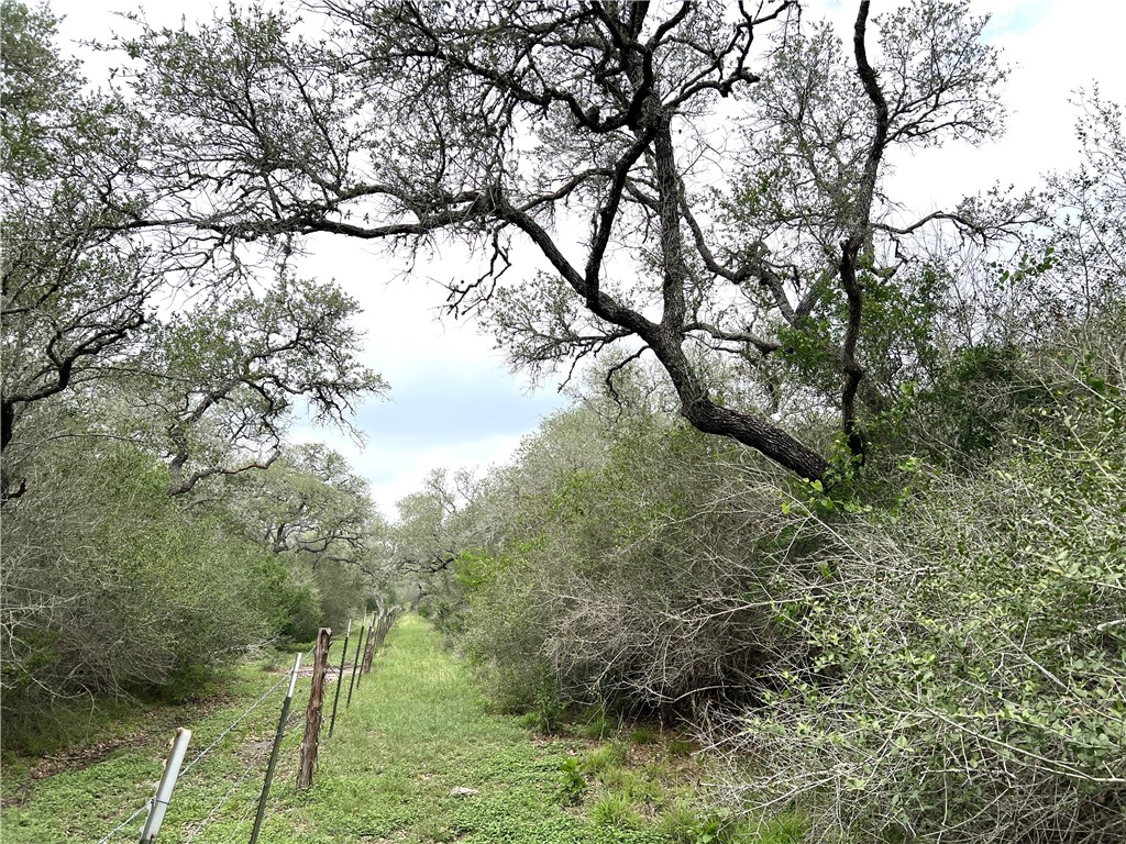 1632 Slickfield Road Yorktown, TX 78164 - Photo 38 of 40 a view of a forest filled with trees