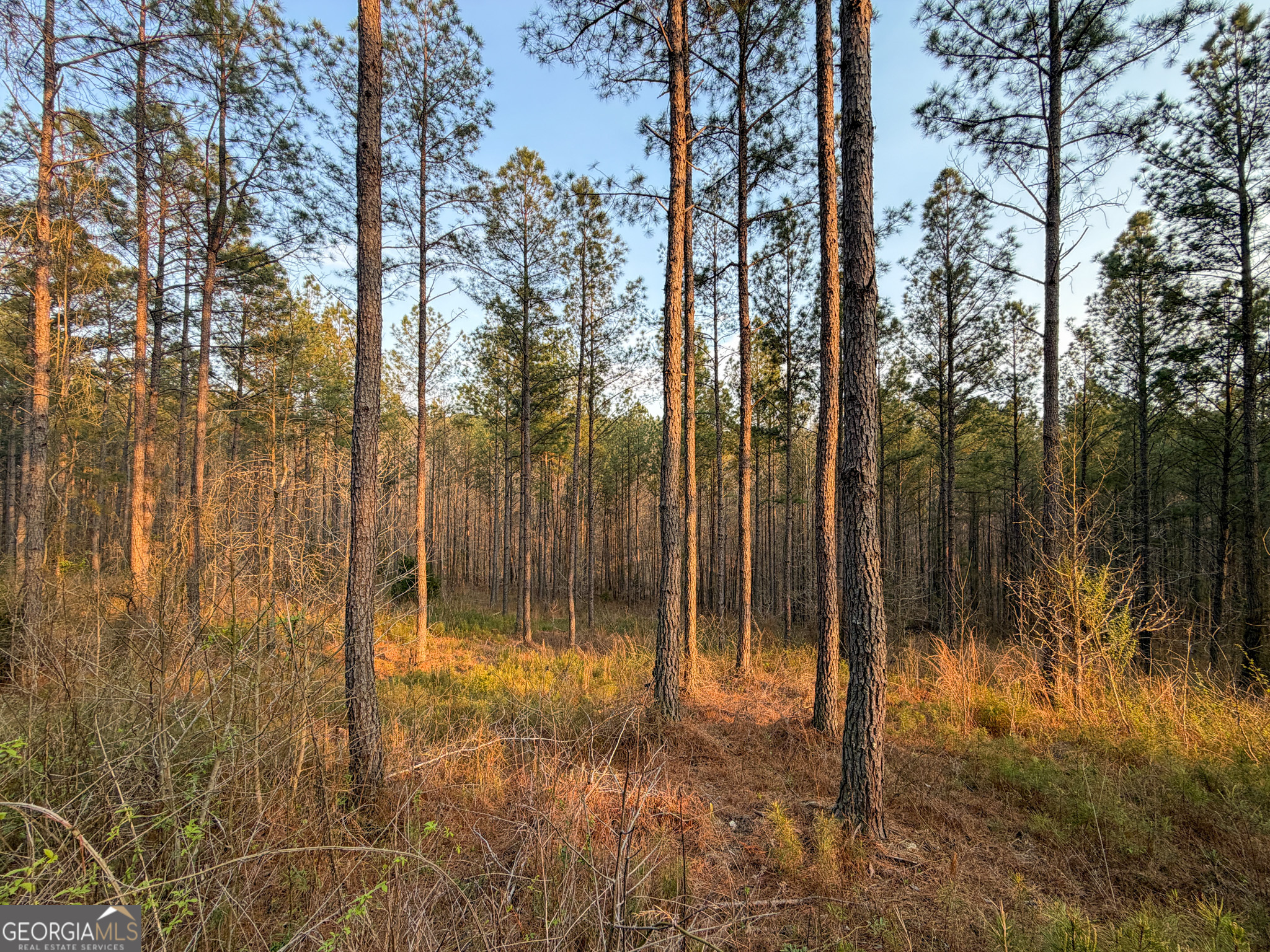 117 Acres On Mccosh Mill Road Franklin, GA 30217 - Photo 9 of 24