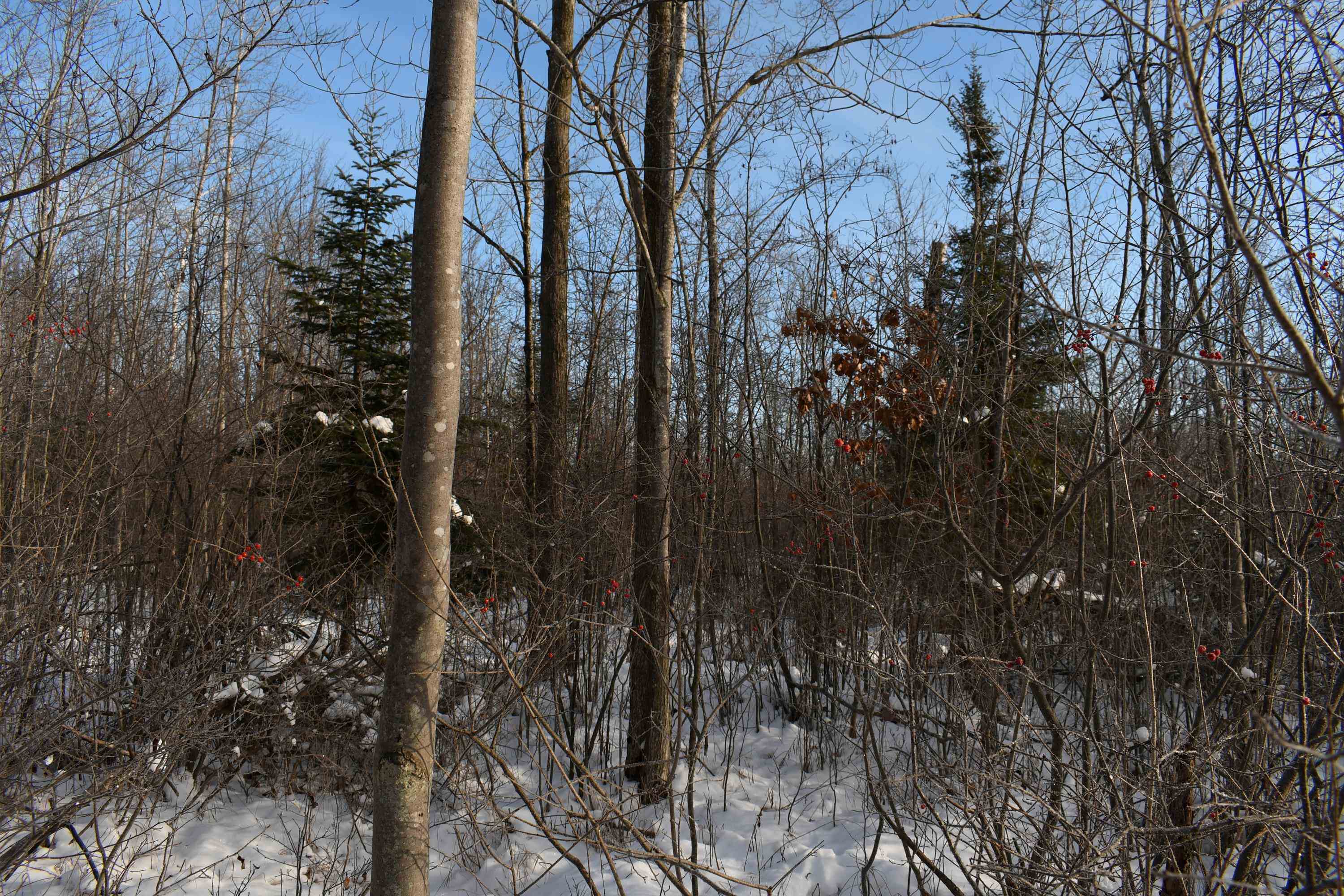0 South Barlow Road Mikado, MI 48745 - Photo 20 of 28