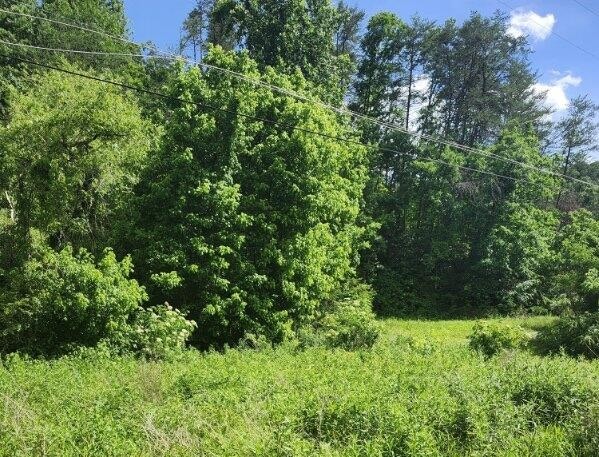 0 Henderson Springs Road Sevierville, TN 37863 - Photo 5 of 6 a view of a lush green forest