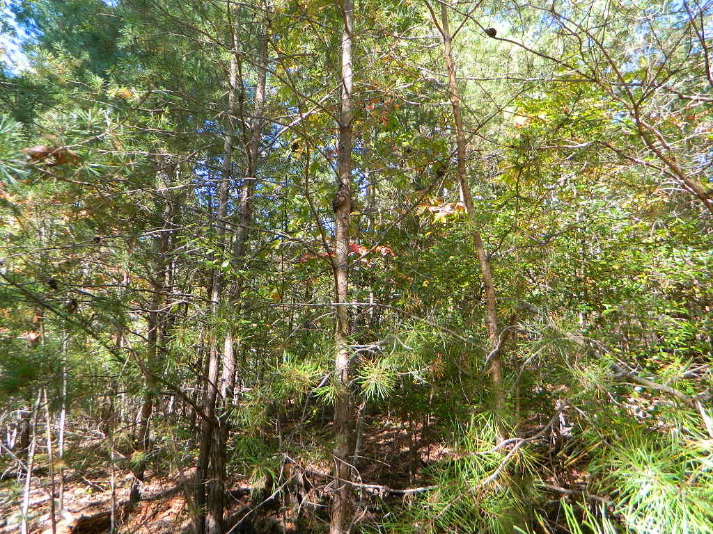 0 Miller Drive, Unit LOT #5 Rising Fawn, GA 30738 - Photo 4 of 4 DSCN6521