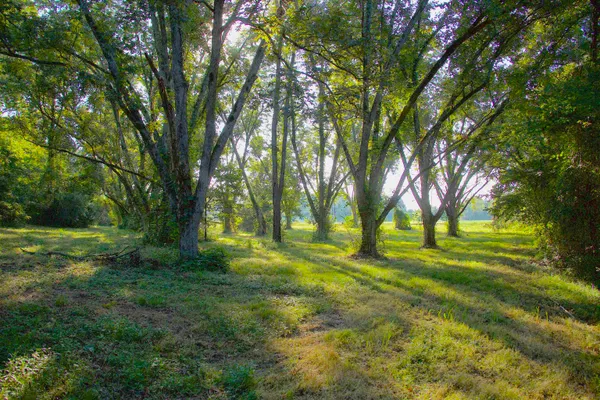 $132,250 | 11925 Old Jackson Road, Somerville, TN 38068