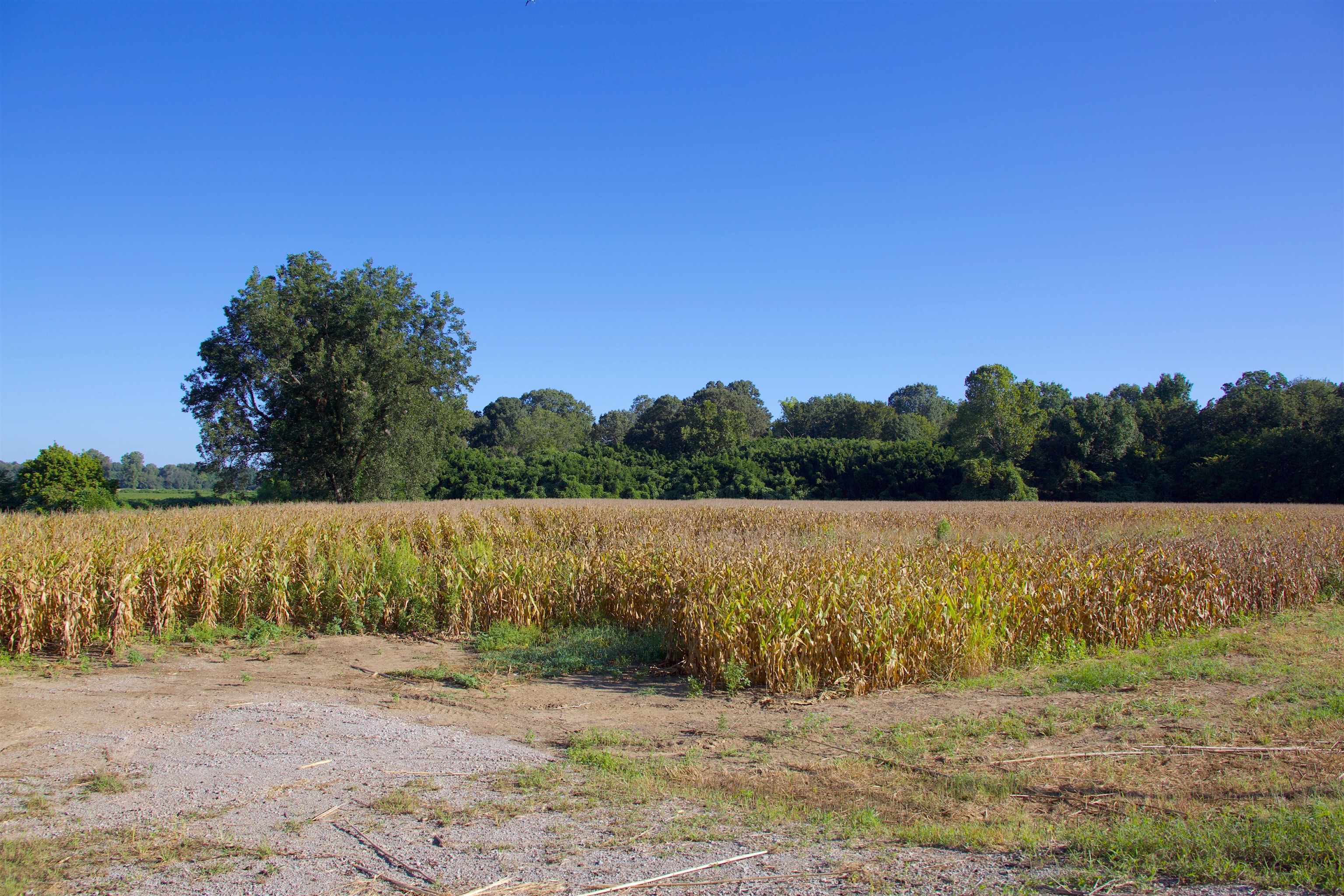 11925 Old Jackson Road Somerville, TN 38068 - Photo 11 of 14 a view of a yard