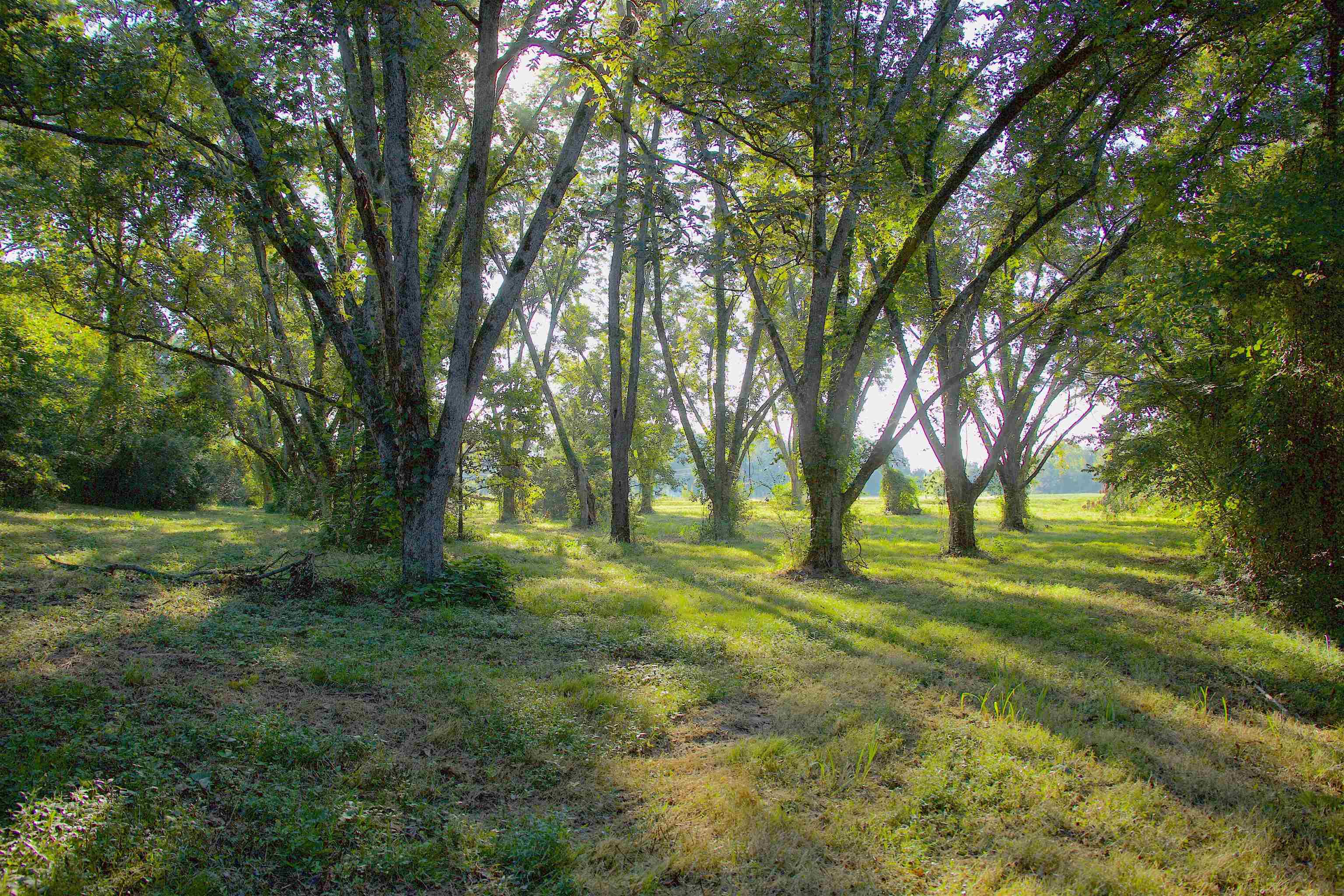 11925 Old Jackson Road Somerville, TN 38068 - Photo 14 of 14 a big yard with lots of green space and trees
