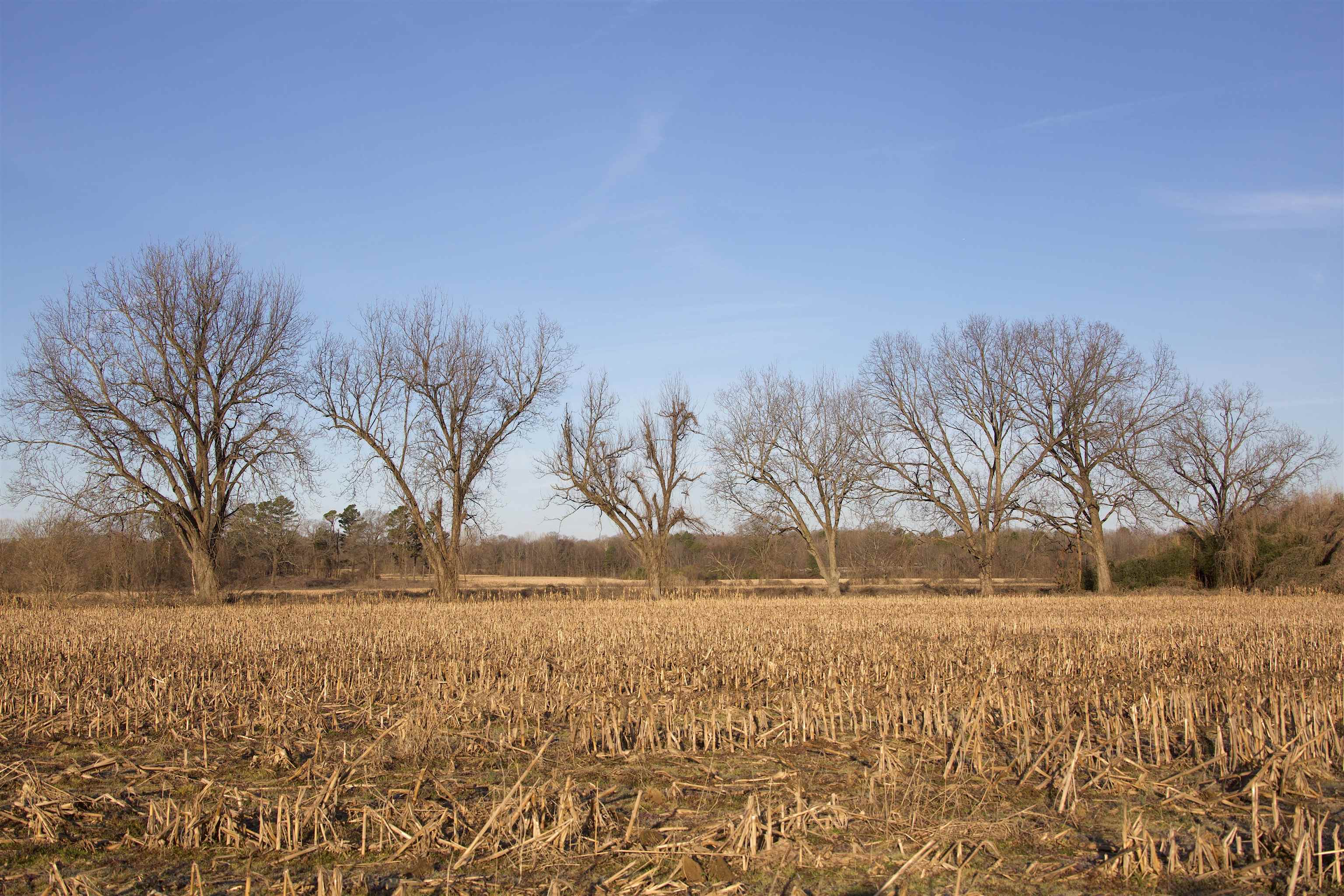 11925 Old Jackson Road Somerville, TN 38068 - Photo 3 of 14 a view of snow covered with snow