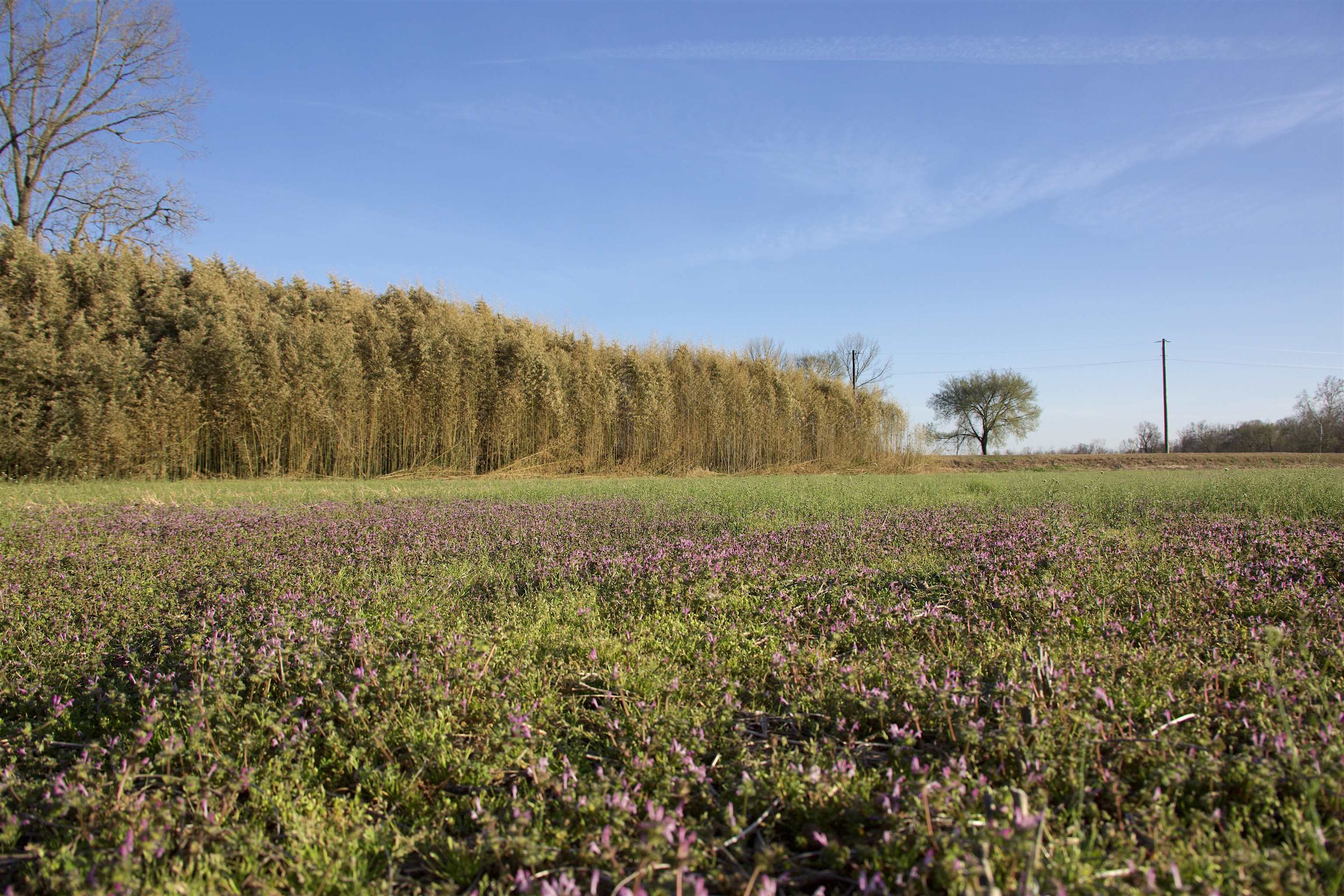 11925 Old Jackson Road Somerville, TN 38068 - Photo 4 of 14 a view of mountain with outdoor space