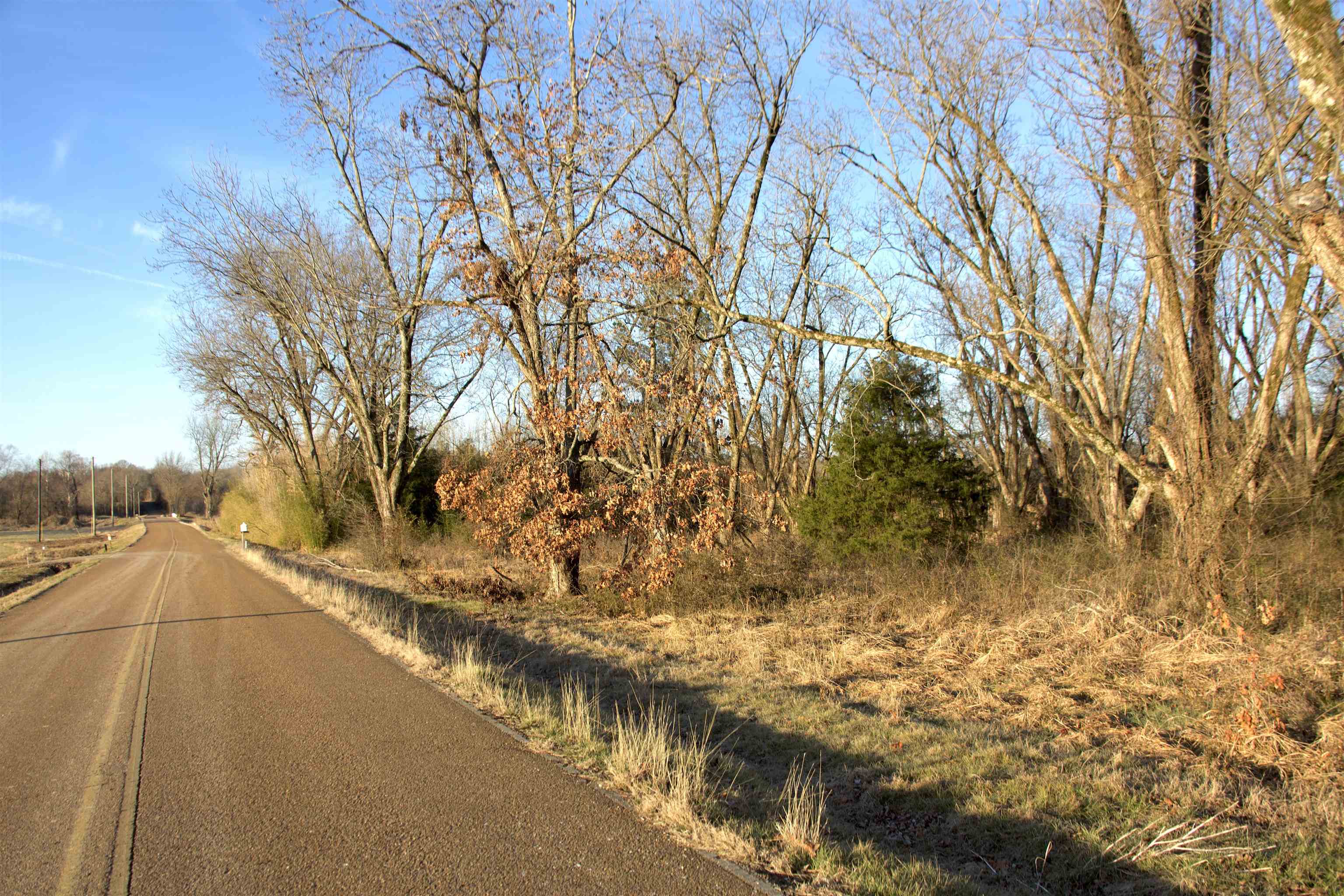 11925 Old Jackson Road Somerville, TN 38068 - Photo 7 of 14 a view of lot of trees with yard