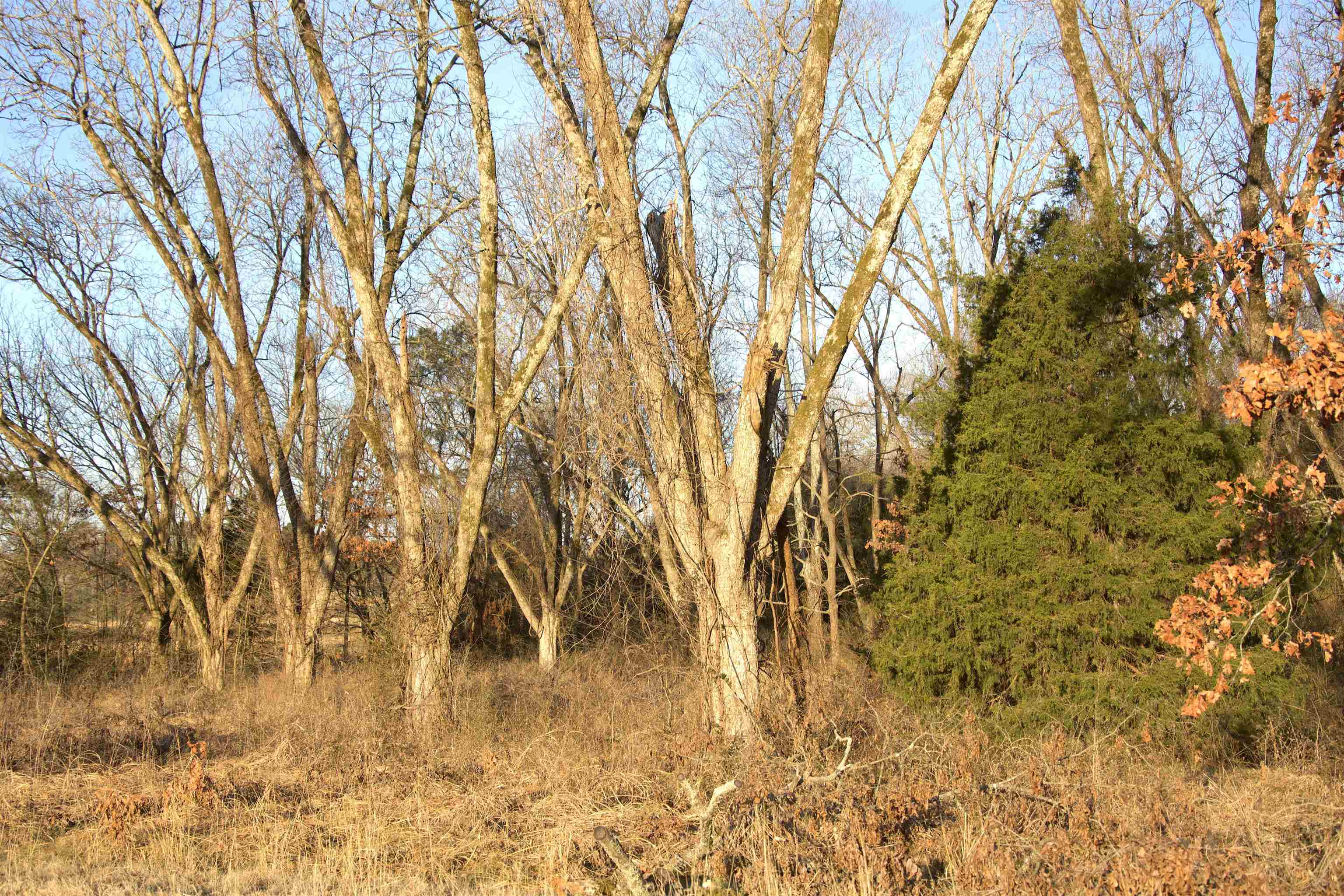 11925 Old Jackson Road Somerville, TN 38068 - Photo 8 of 14 a view of yard