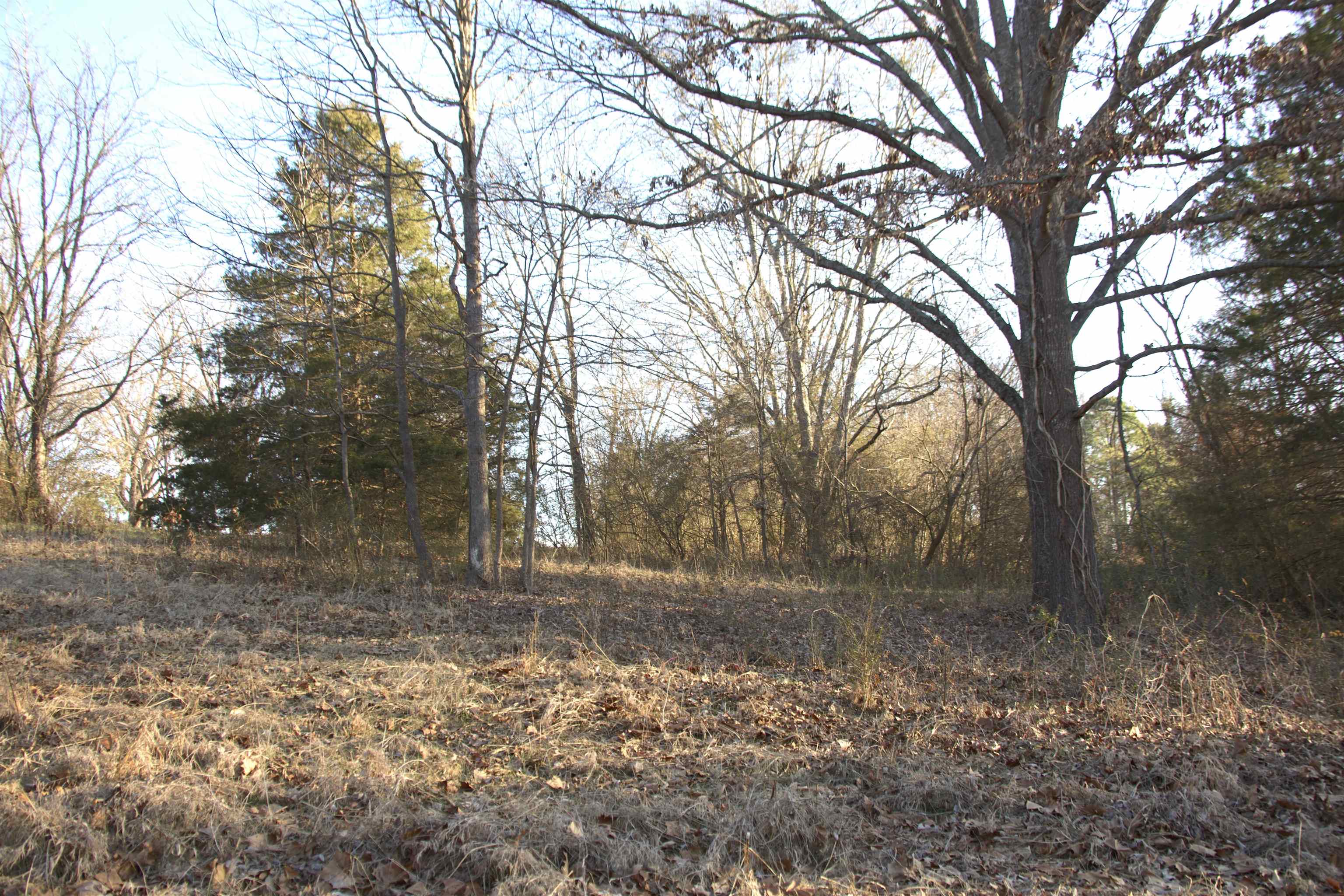 11925 Old Jackson Road Somerville, TN 38068 - Photo 9 of 14 a view of a yard with trees