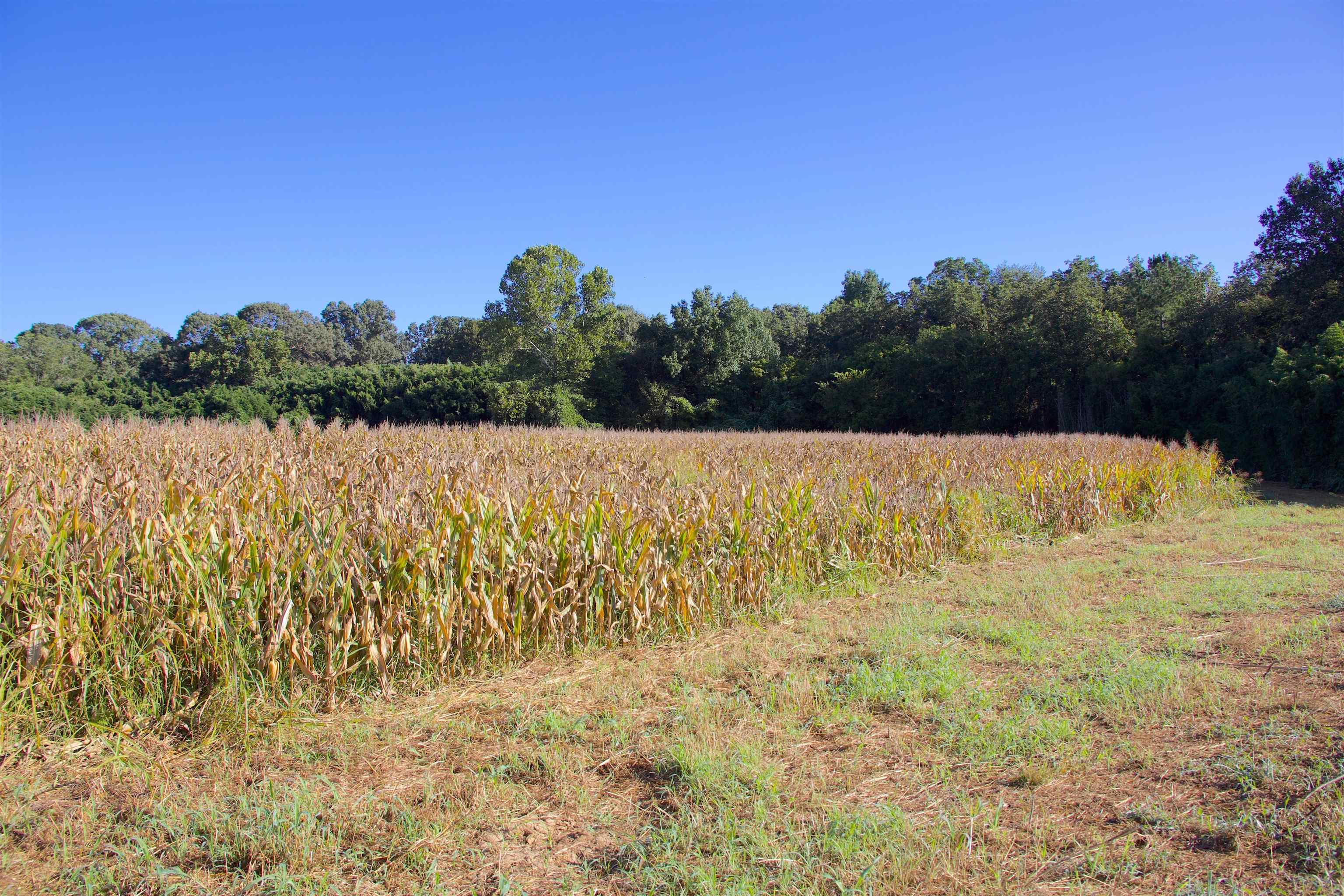 11925 Old Jackson Road Somerville, TN 38068 - Photo 10 of 14 a view of lake view