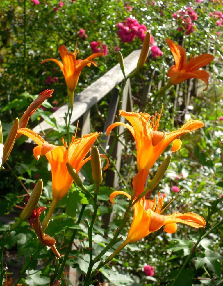 62 Turning Mill Road Brewster, MA 02631 - Photo 3 of 27 a view of a tree with a tree