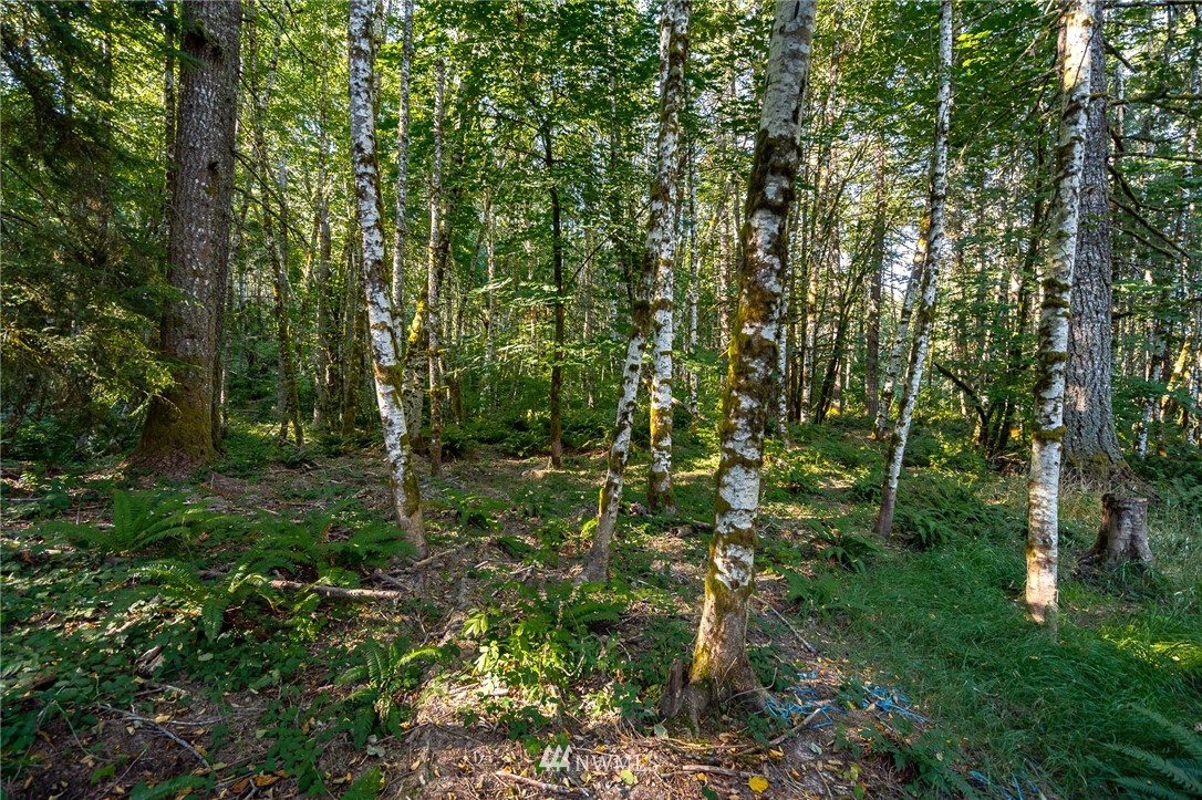 222 Crego Ridge Road Chehalis, WA 98532 - Photo 10 of 40 a view of a lush green forest