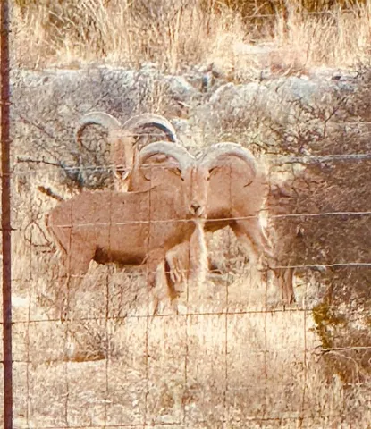 a view of a yard covered in snow
