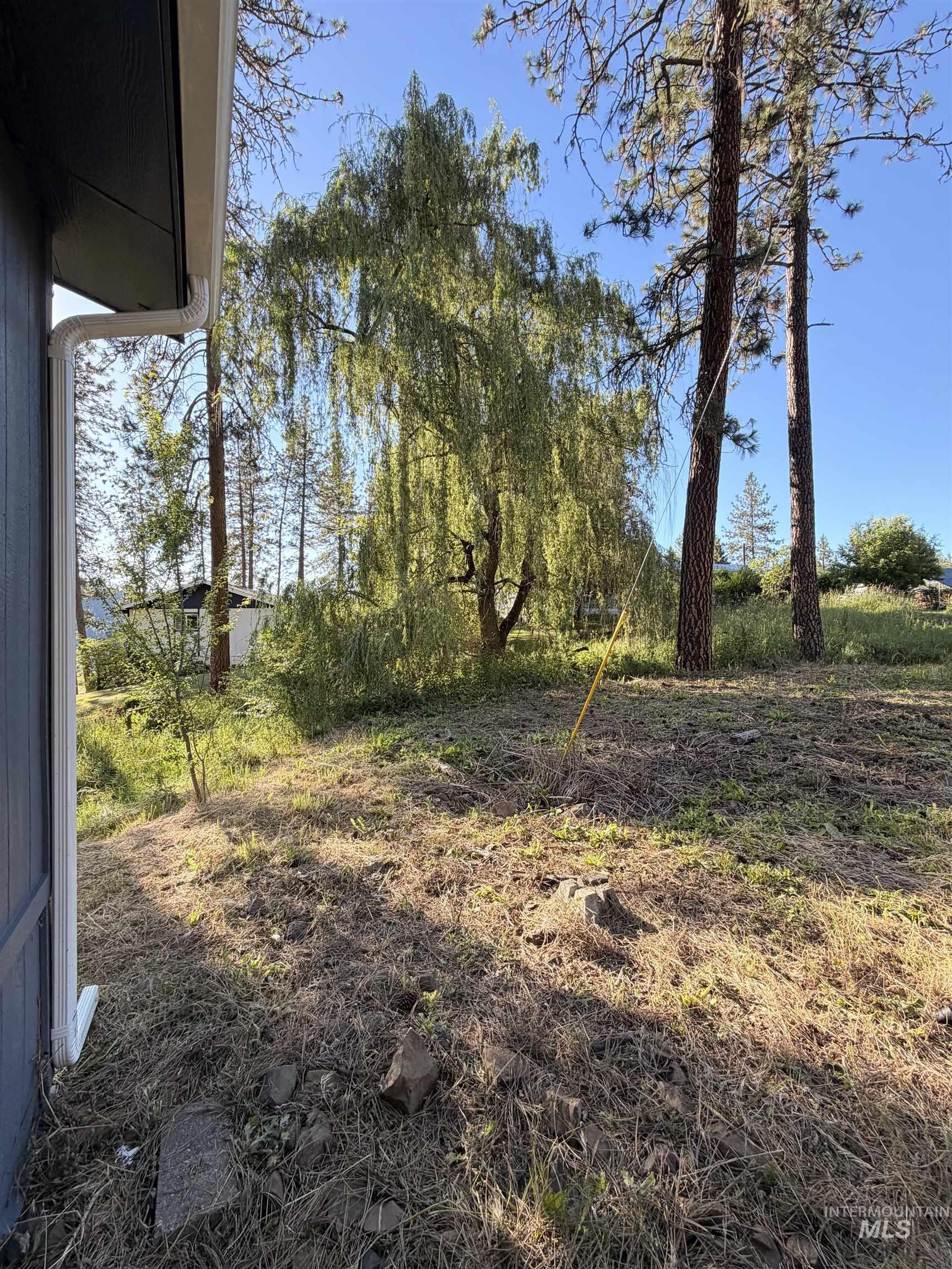151 View Road Kamiah, ID 83536 - Photo 30 of 49 Expansive outdoor space featuring mature trees, including a prominent weeping willow and tall pines