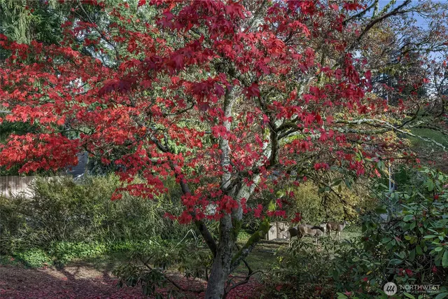 a view of a house with a large tree and wooden fence