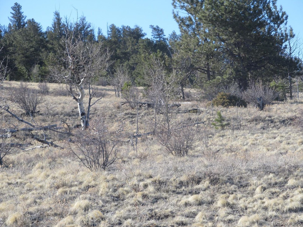 5896 Cohonina Road Hartsel, CO 80449 - Photo 9 of 13