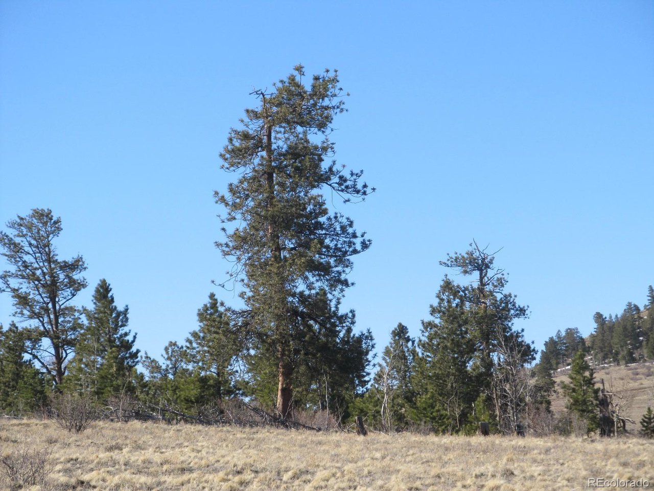 5896 Cohonina Road Hartsel, CO 80449 - Photo 10 of 13