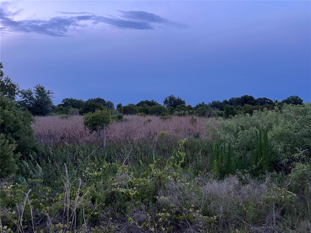 a view of a city and a forest