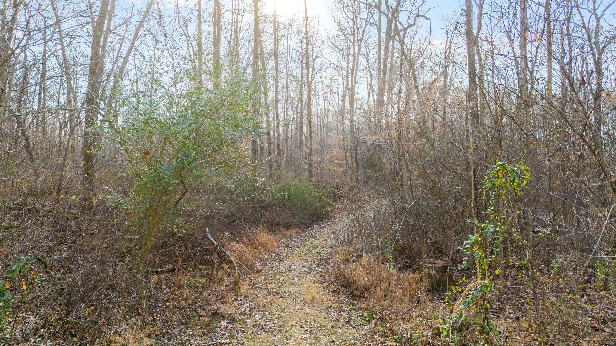 745 Union Ridge Road Wartrace, TN 37183 - Photo 68 of 78 a view of a forest with trees in the background