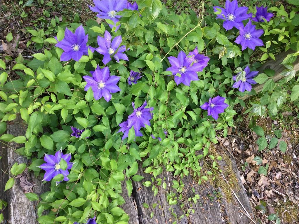 1027 Old Wagon Road King, NC 27021 - Photo 8 of 35 Beautiful clematis in bloom