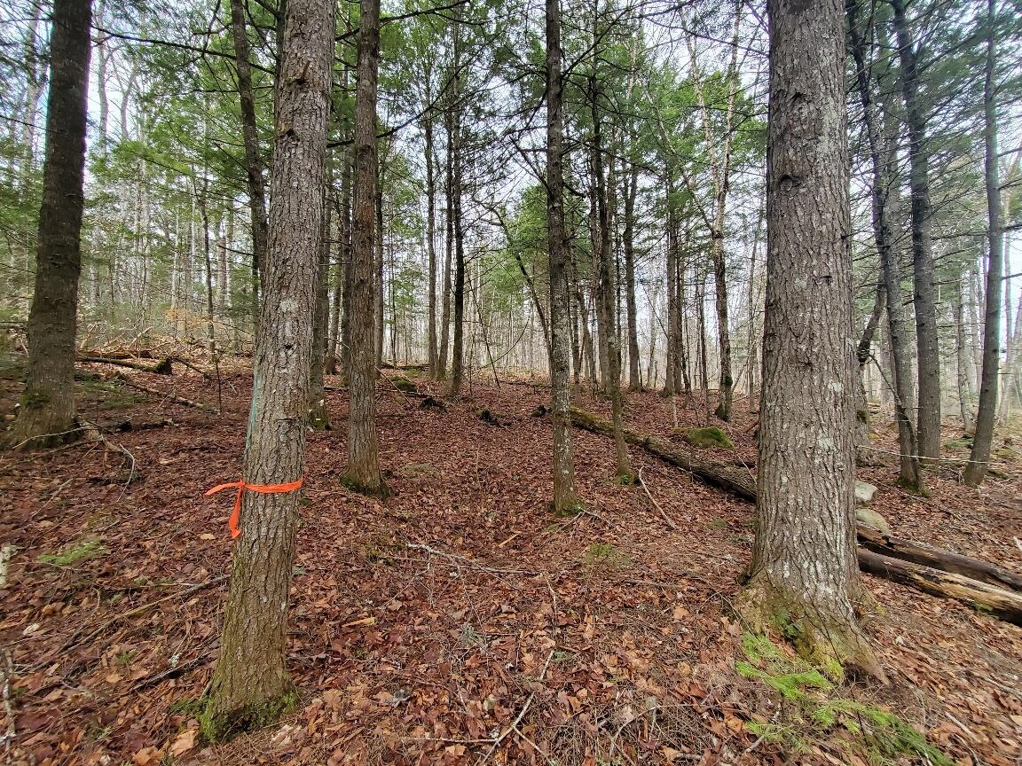 0 Sandy Beach Road Danforth, ME 04424 - Photo 7 of 33