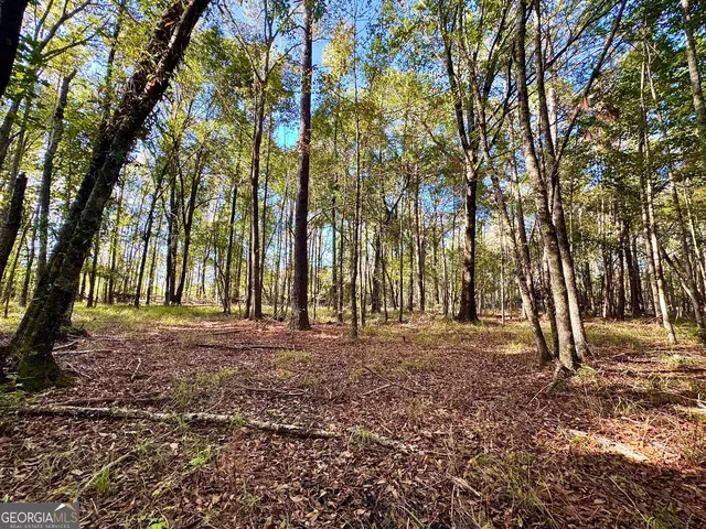 a big yard with trees