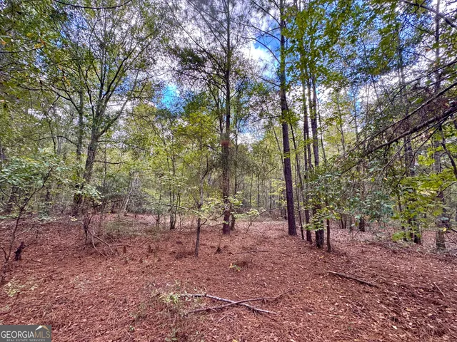a view of some trees in the forest