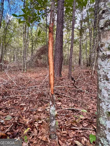 a view of a forest with trees