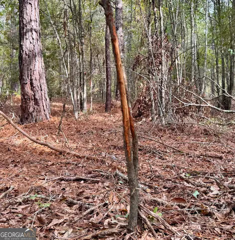 a view of a yard with plants and trees