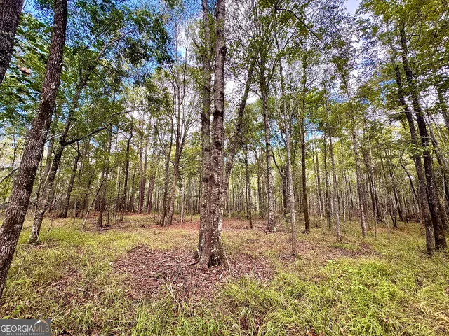 a view of yard with trees